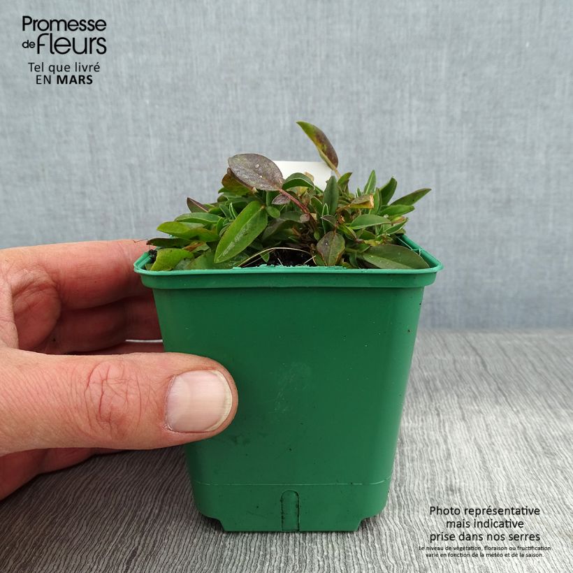 Anthyllis vulneraria var. coccinea 8/9 cm pot sample as delivered in winter