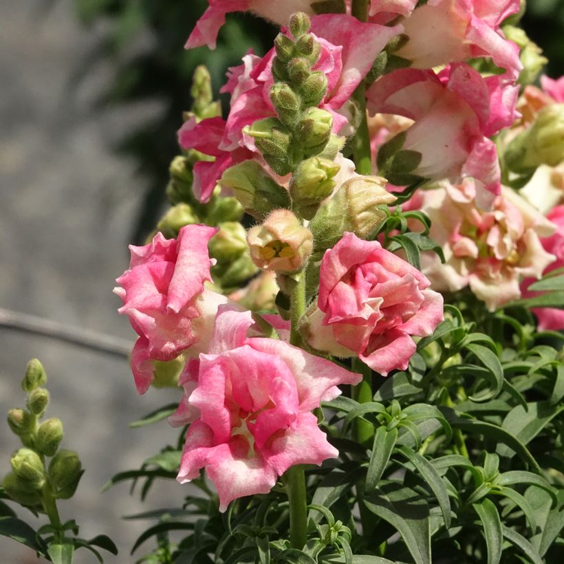 Antirrhinum majus Sweet Duet Appleblossom - Snapdragon (Flowering)