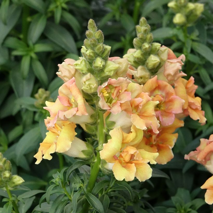 Antirrhinum majus Sweet Duet Citrus - Snapdragon (Plant habit)