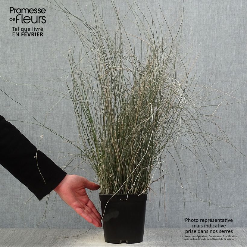 Apodasmia similis 2L/3L pot sample as delivered in winter