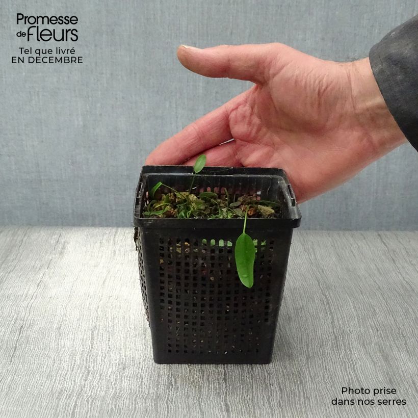 Aponogeton distachyos 8/9 cm pot sample as delivered in winter