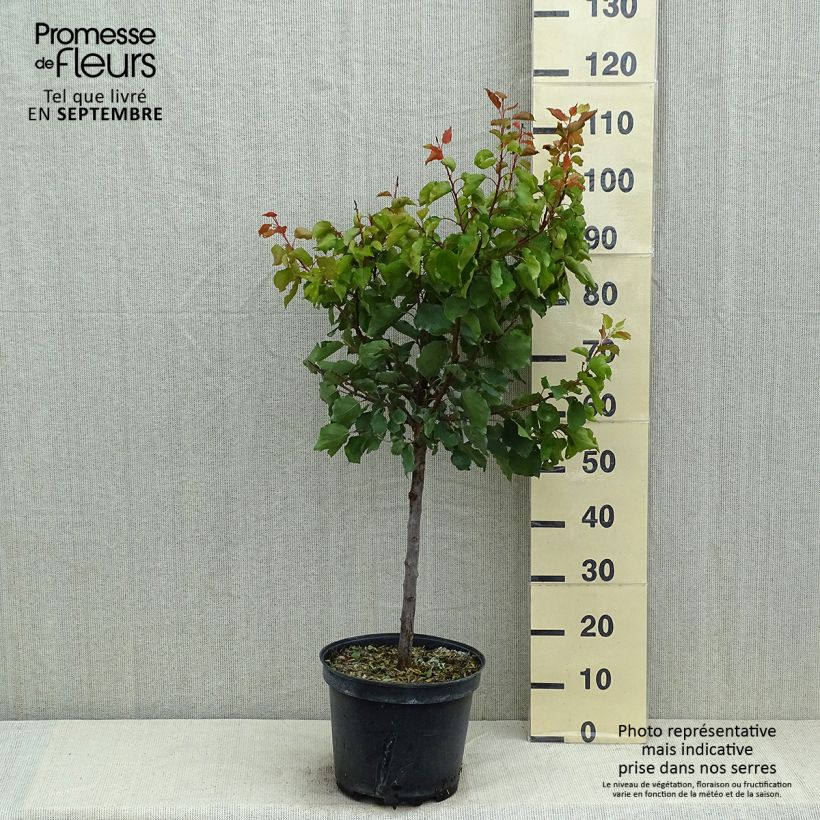 Aprium Cot'n Candy 7.5L/10L pot, Goblet sample as delivered in summer