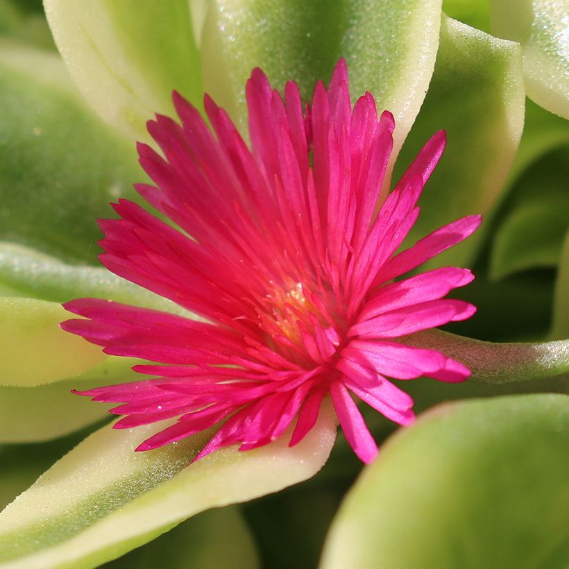 Aptenia cordifolia Variegata (Flowering)