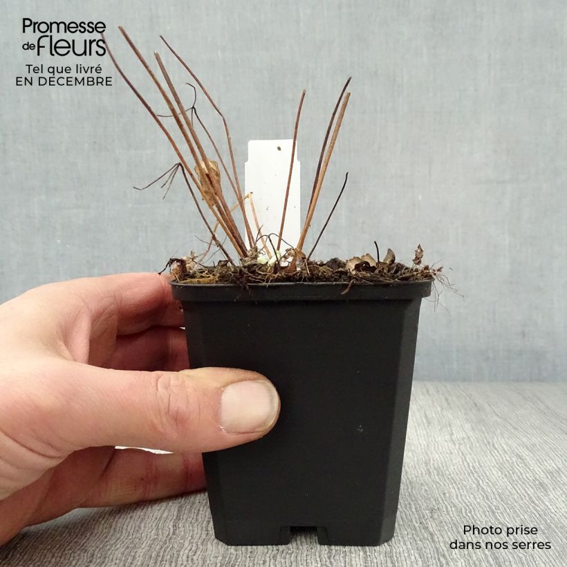 Aquilegia alpina - Columbine 8/9 cm pot sample as delivered in winter