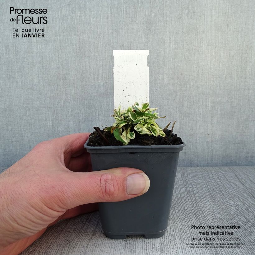Arabis ferdinandi-coburgii 8/9 cm pot sample as delivered in winter