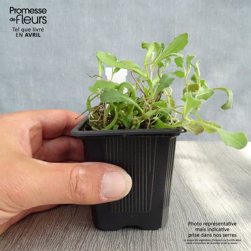 Arabis alpina subsp. caucasica Rosea 8/9 cm pot sample as delivered in spring