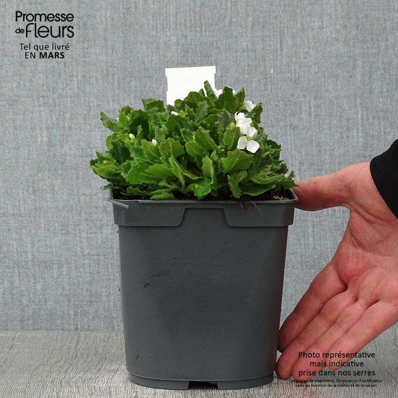 Arabis caucasica Alabaster 2L/3L pot sample as delivered in winter