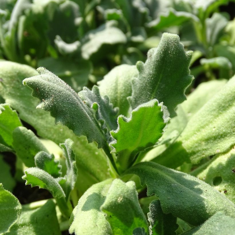Arabis alpina subsp. caucasica Snowball (Foliage)