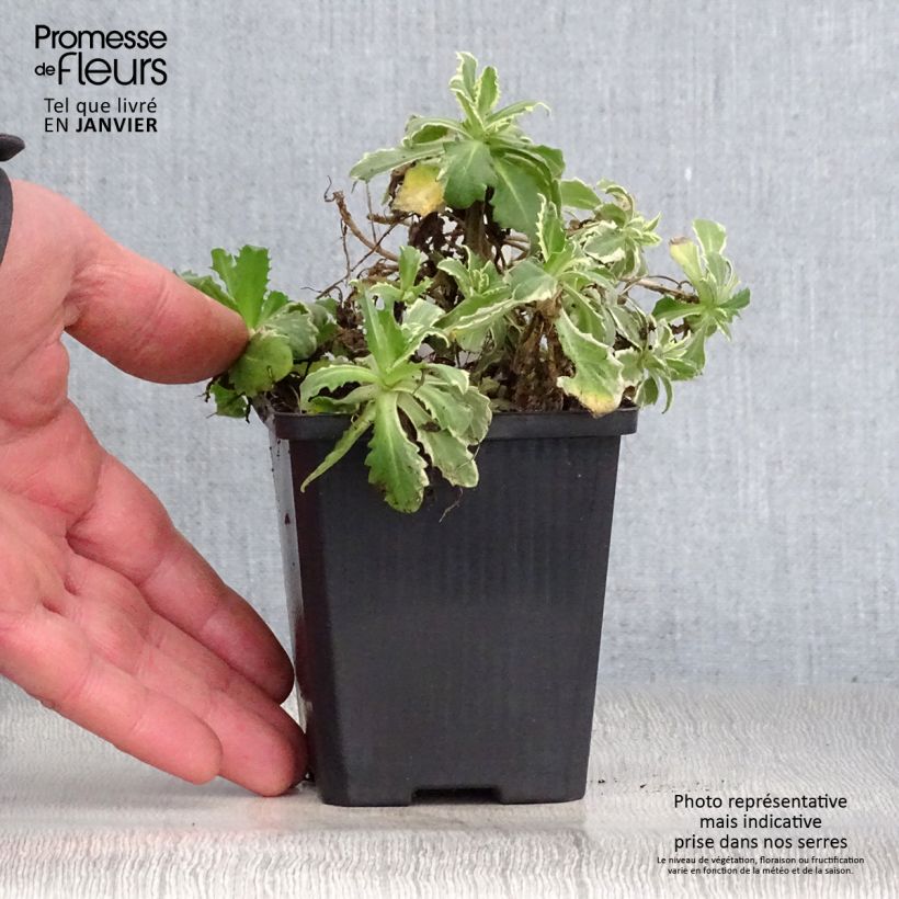 Arabis alpina subsp. caucasica Variegata 8/9 cm pot sample as delivered in winter