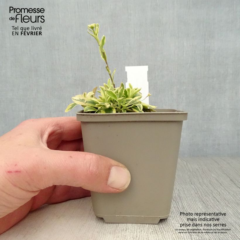 Arabis ferdinandi coburgii Old Gold 8/9 cm pot sample as delivered in winter