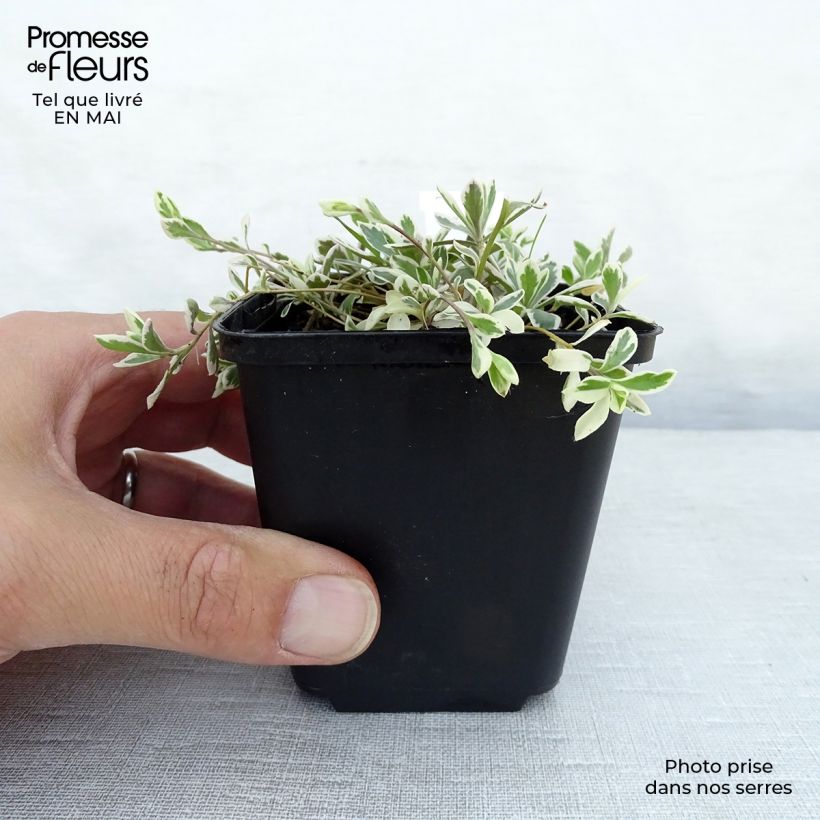 Arabis ferdinandi coburgii Variegata 8/9 cm pot sample as delivered in spring