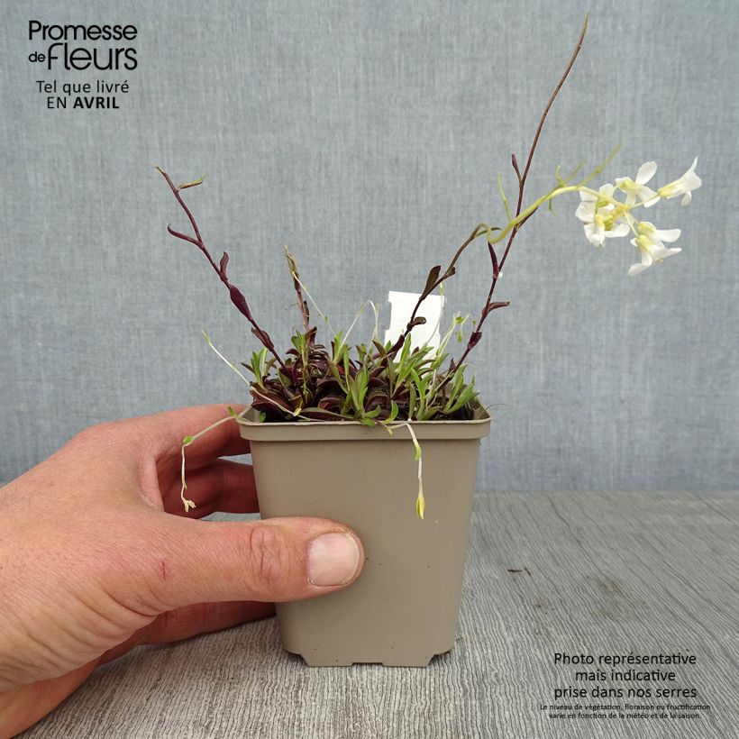 Arabis procurrens Neuschnee 8/9 cm pot sample as delivered in spring