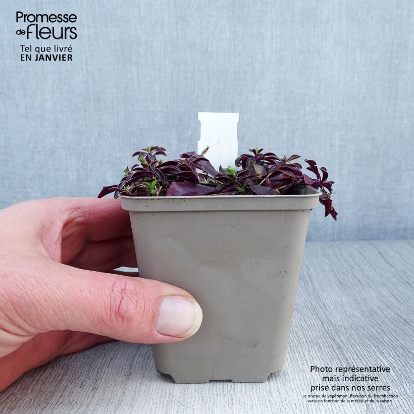 Arabis x suendermannii 8/9 cm pot sample as delivered in winter
