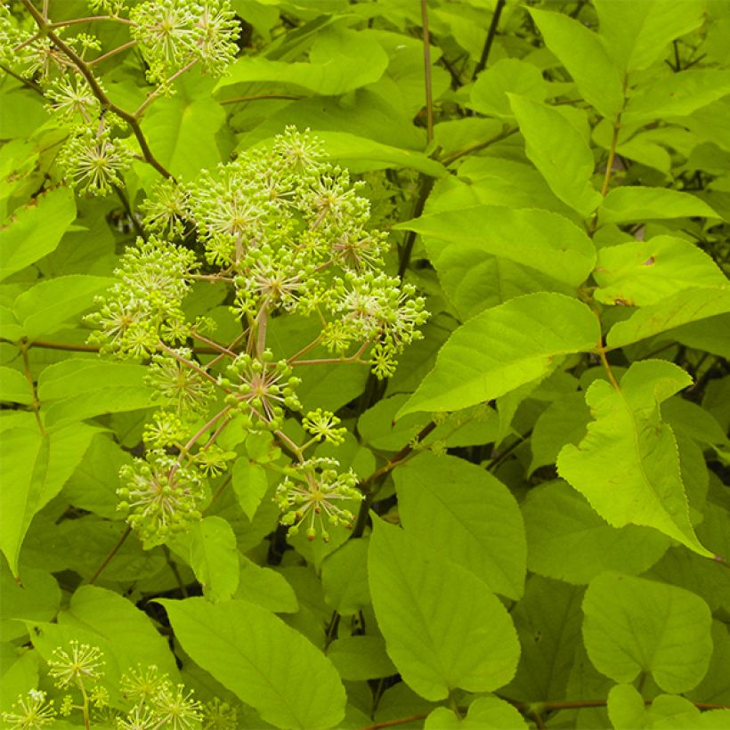 Aralia cordata Sun King (Foliage)
