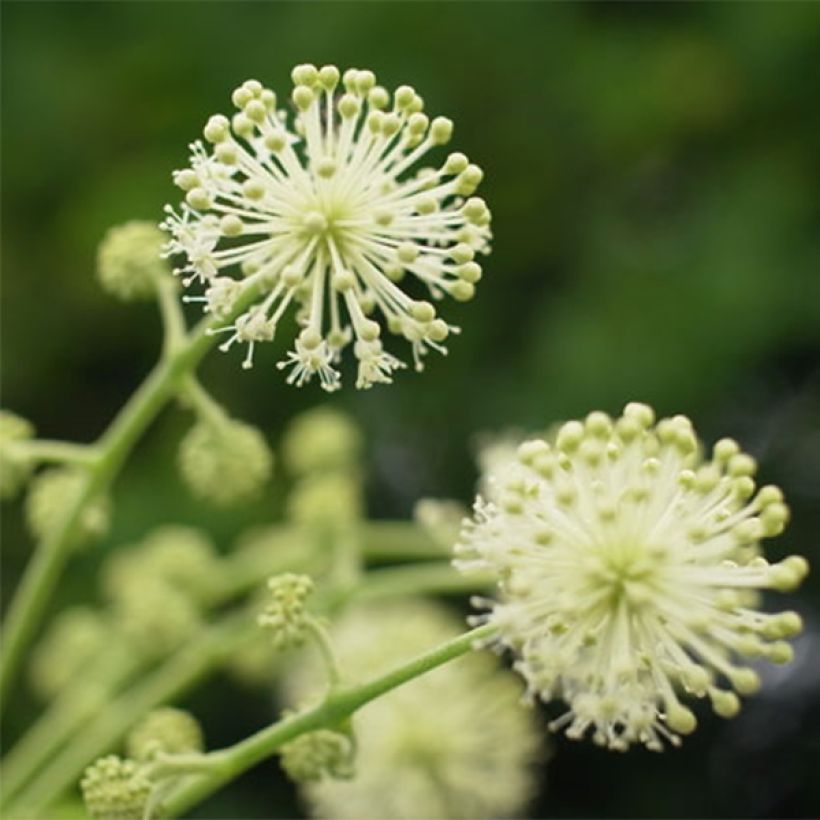 Aralia cordata Sun King (Flowering)