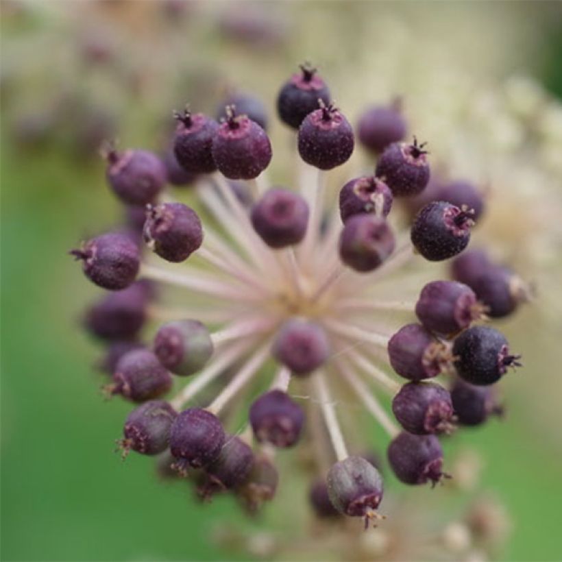 Aralia cordata Sun King (Harvest)