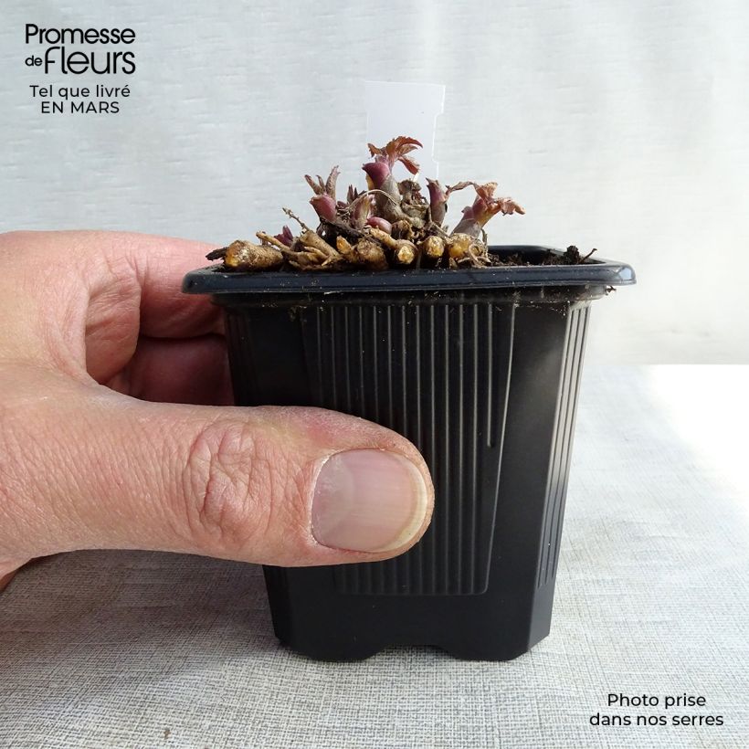 Aralia cordata Sun King 8/9 cm pot sample as delivered in winter