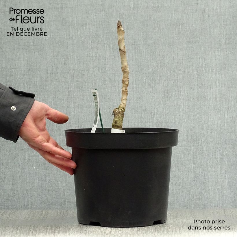 Aralia elata Silver Umbrella 7.5L/10L pot sample as delivered in winter