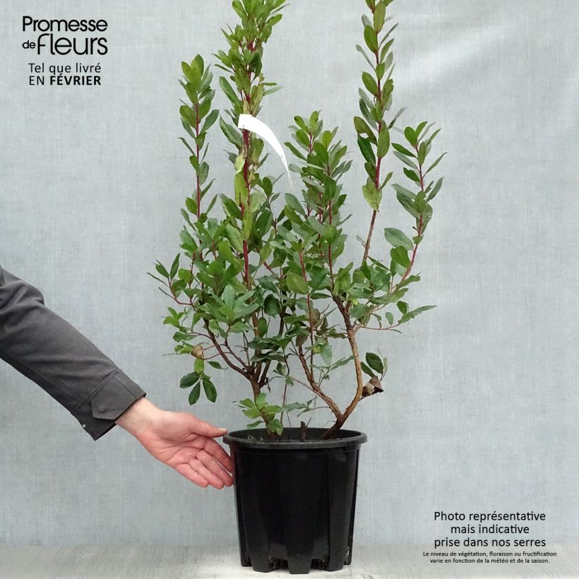 Arbutus unedo - Strawberry tree 6L/7L pot sample as delivered in winter