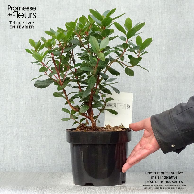 Arbutus unedo - Strawberry tree 2L/3L pot sample as delivered in winter