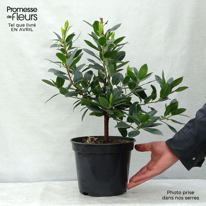 Arbutus unedo Atlantic - Strawberry Tree 4L/5L pot, Bush sample as delivered in spring
