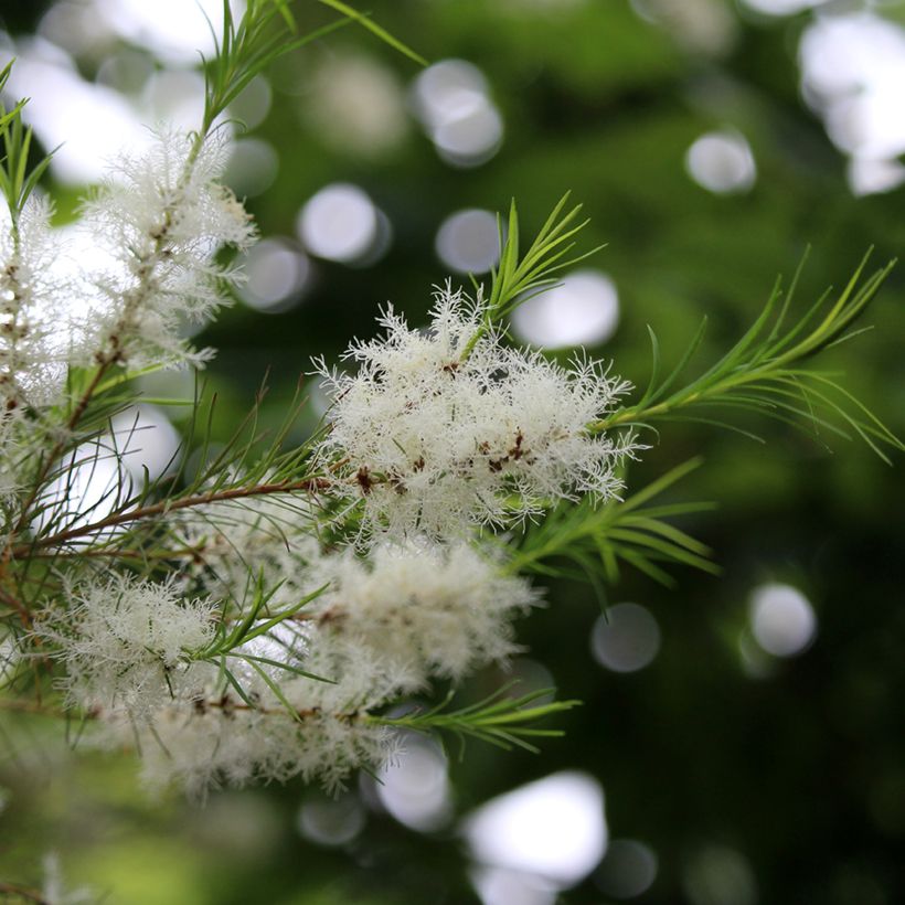 Melaleuca alternifolia - Tea tree (Flowering)