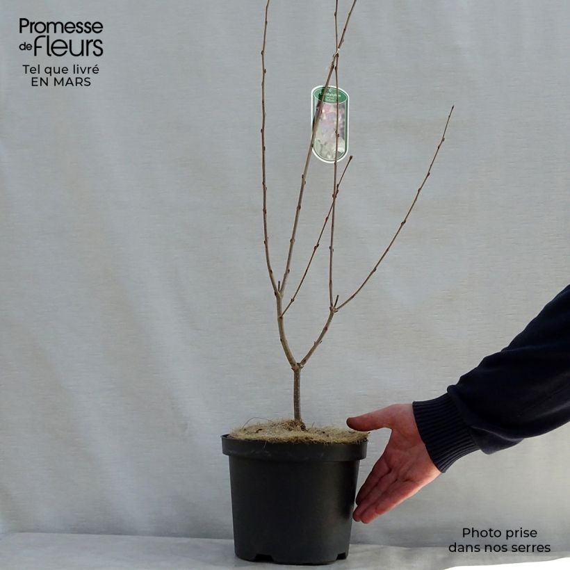 Cercidiphyllum japonicum Rotfuchs 4L/5L pot sample as delivered in spring