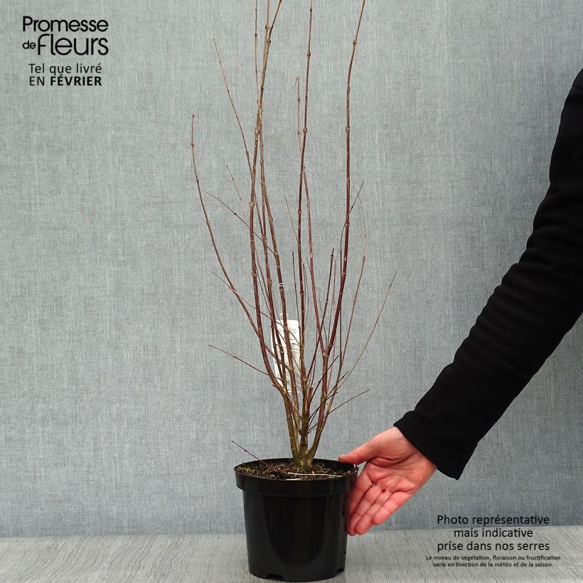 Cercidiphyllum japonicum 3L/4L pot sample as delivered in winter