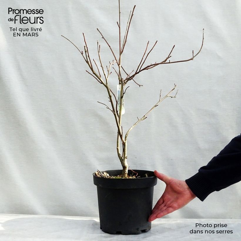 Davidia involucrata - Dove Tree 7.5L/10L pot sample as delivered in spring