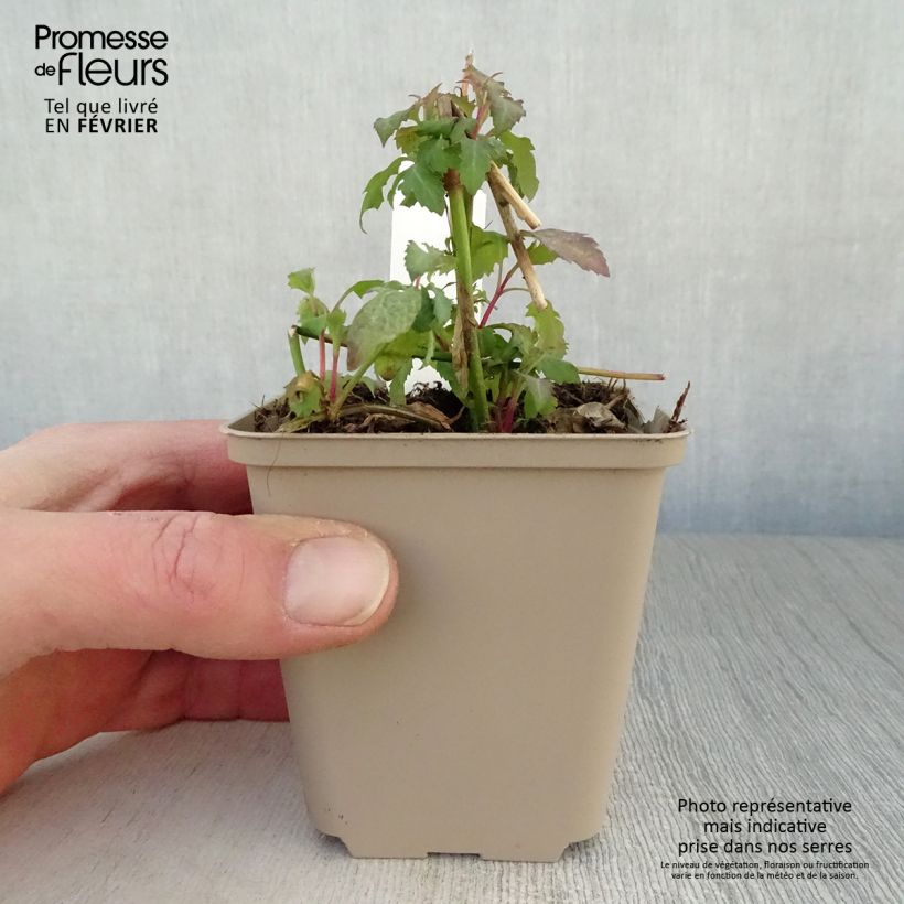 Leycesteria formosa 8/9 cm pot sample as delivered in winter