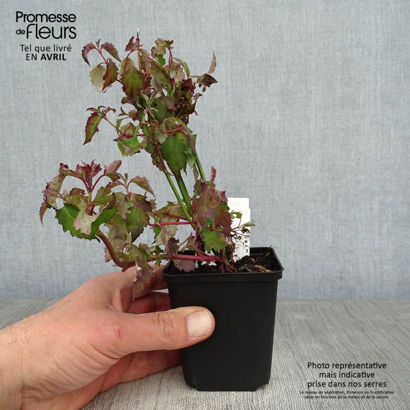 Leycesteria formosa 8/9 cm pot sample as delivered in spring