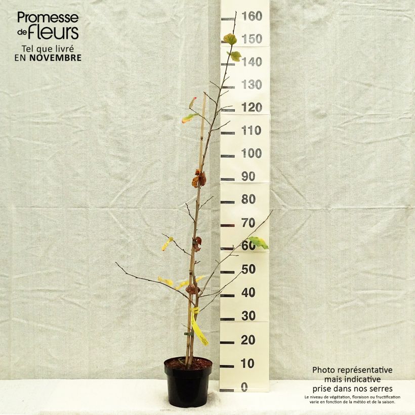 Parrotia persica - Persian Ironwood 3L/4L pot sample as delivered in autumn