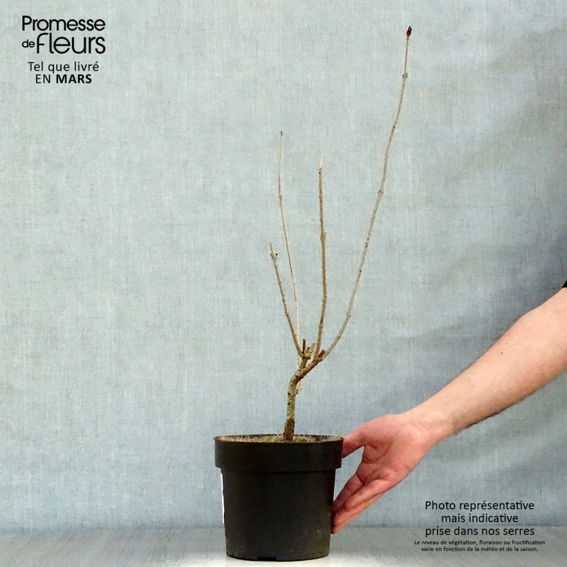 Clerodendrum trichotomum 3L/4L pot sample as delivered in spring