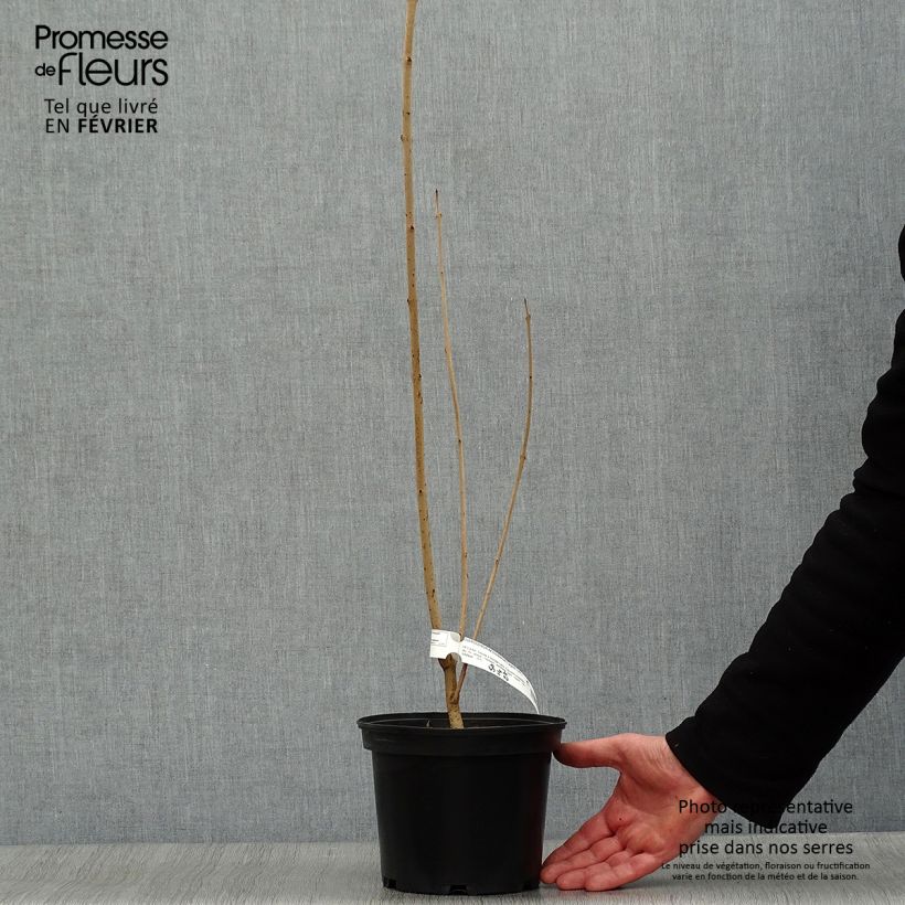 Clerodendrum trichotomum Fargesii 3L/4L pot sample as delivered in winter