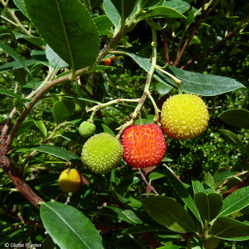 Arbutus unedo Peace and Love - Strawberry tree (Harvest)