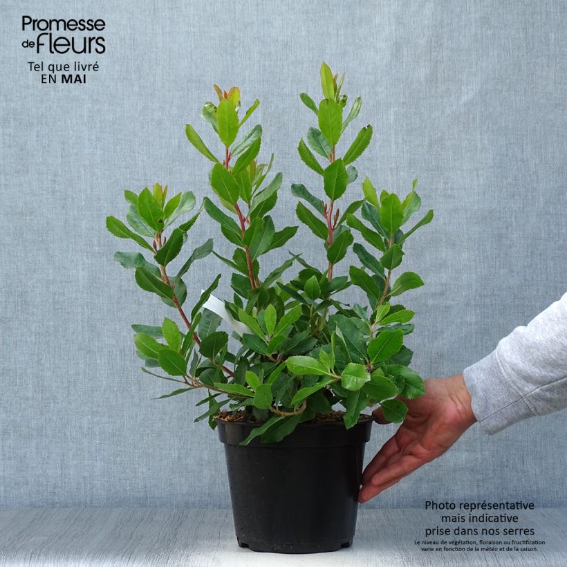Arbutus unedo Roselily - Strawberry Tree 3L/4L pot sample as delivered in spring