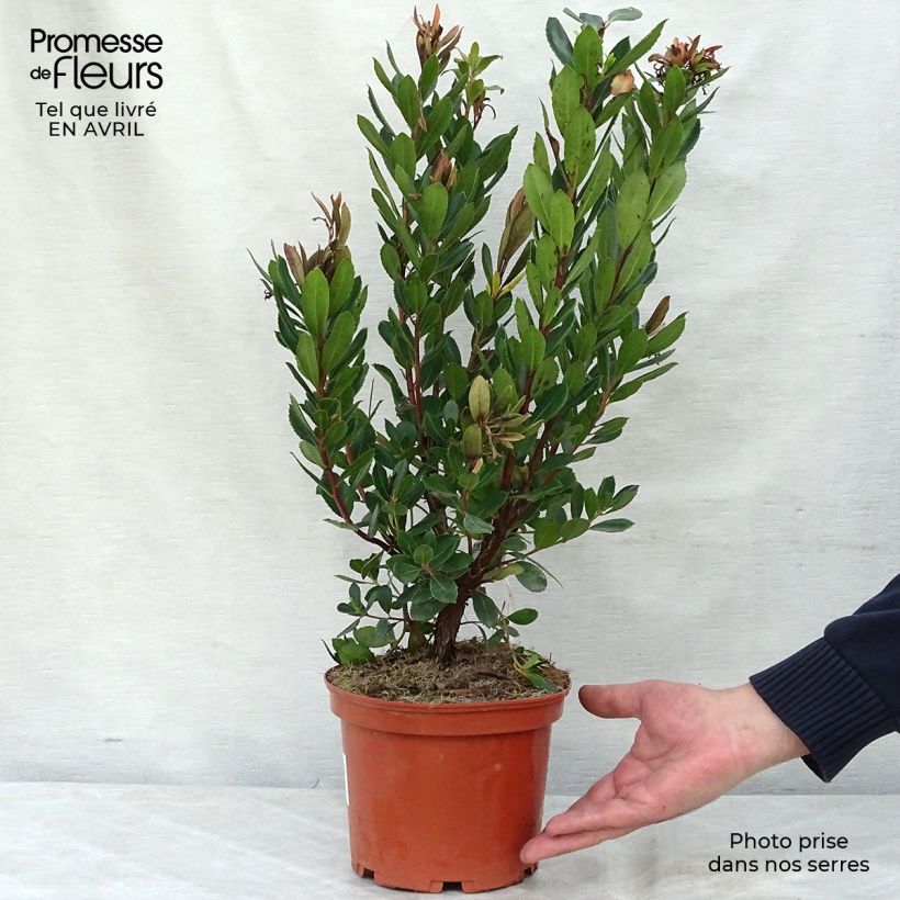 Arbutus unedo Rubra - Strawberry Tree 3L/4L pot sample as delivered in spring