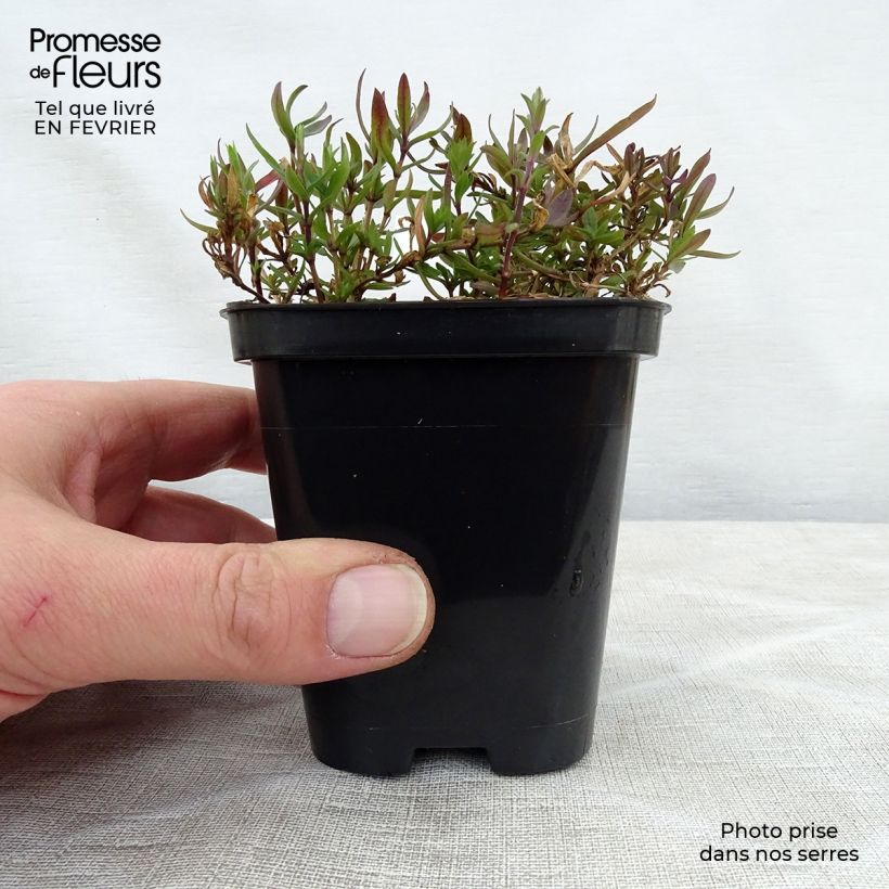 Arenaria montana 8/9 cm pot sample as delivered in winter