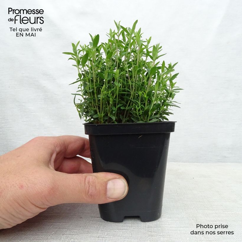 Arenaria montana 8/9 cm pot sample as delivered in spring
