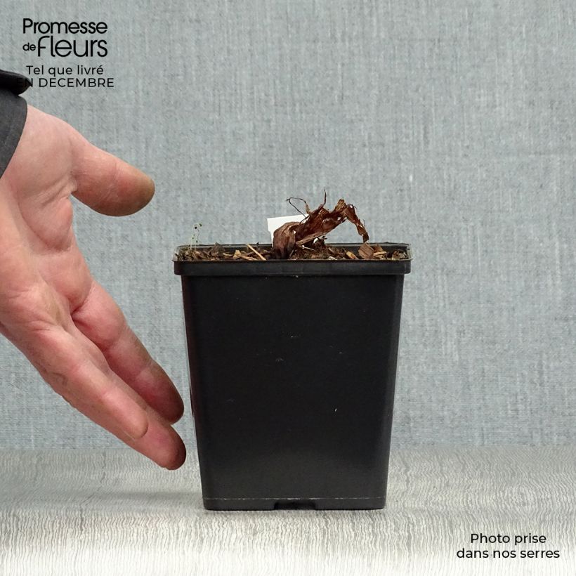 Arisaema costatum 8/9 cm pot sample as delivered in winter