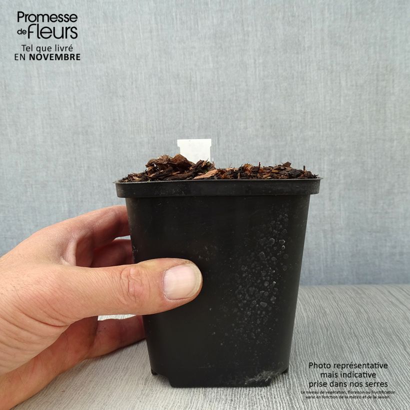 Arisaema costatum 8/9 cm pot sample as delivered in autumn