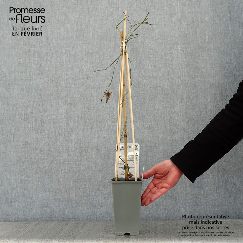 Aristolochia macrophylla  2L/3L pot sample as delivered in winter