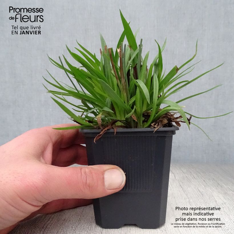 Armeria pseudarmeria Ballerina Lilac - Sea Thrift 8/9 cm pot sample as delivered in winter