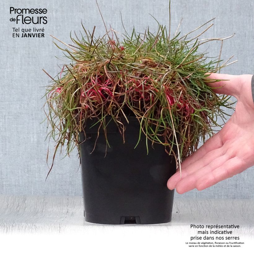 Armeria pseudarmeria Ballerina Red - Sea Thrift 2L/3L pot sample as delivered in winter