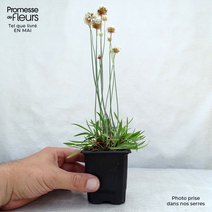 Armeria pseudarmeria Ballerina White - Sea Thrift 8/9 cm pot sample as delivered in spring