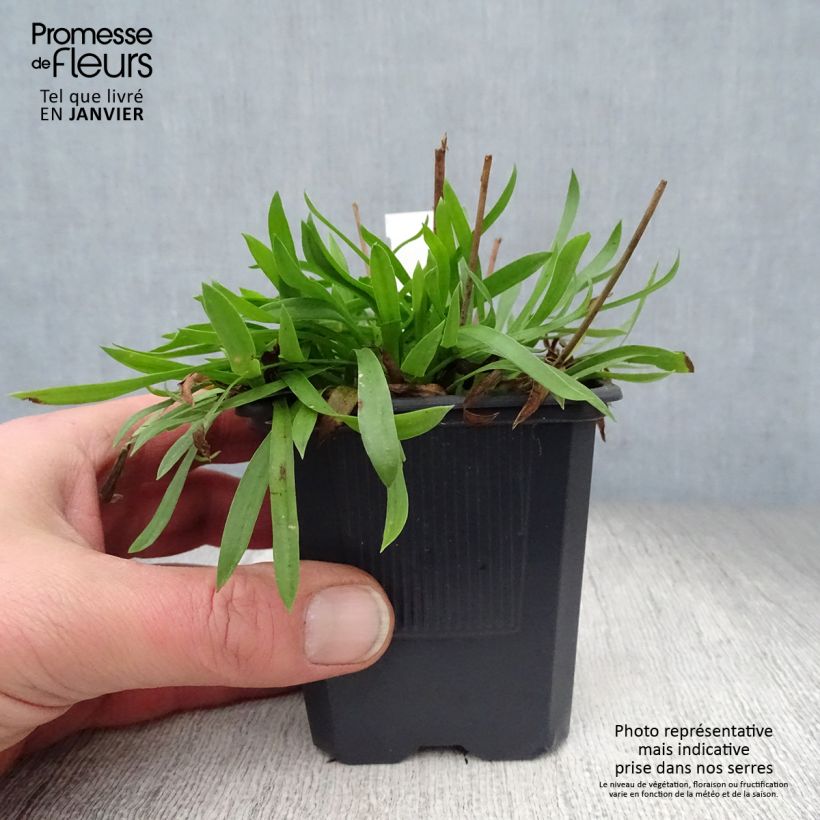 Armeria pseudarmeria Ballerina White - Sea Thrift 8/9 cm pot sample as delivered in winter