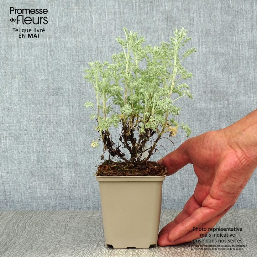 Artemisia arborescens Little Mice 8/9 cm pot sample as delivered in spring