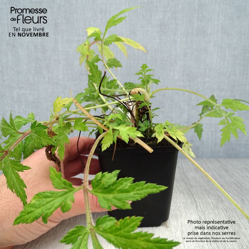 Artemisia lactiflora 8/9 cm pot sample as delivered in autumn