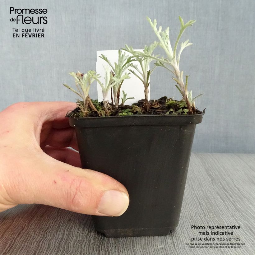 Artemisia ludoviciana Silver Queen 8/9 cm pot sample as delivered in winter