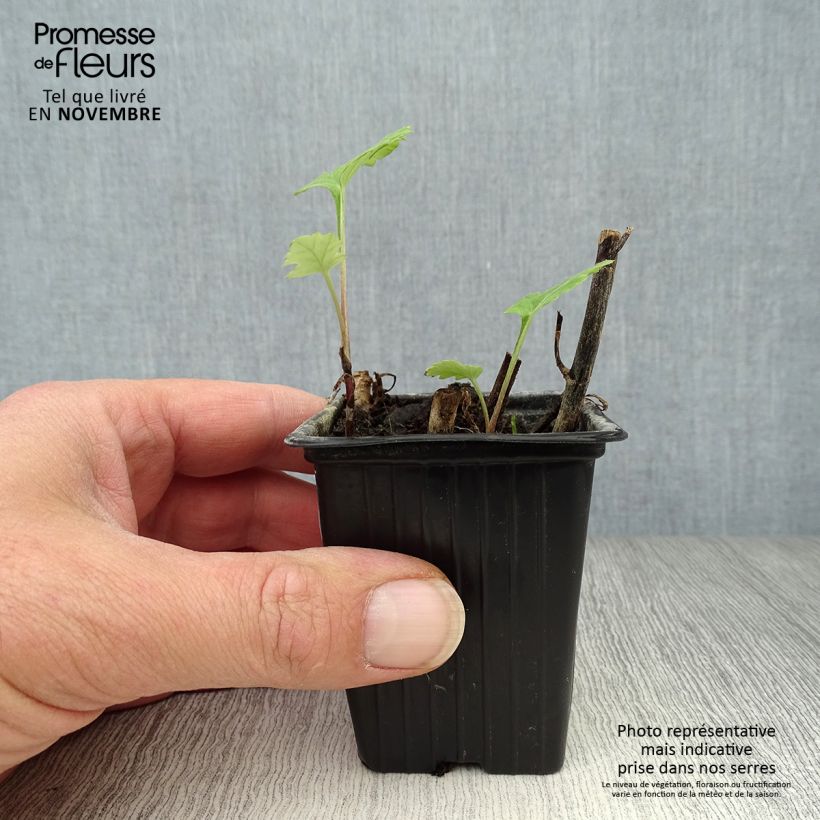 Mugwort - Artemisia vulgaris 7/8 cm pot sample as delivered in autumn